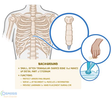 Xiphoid Process: What Is It, Function, Injuries, and More | Osmosis