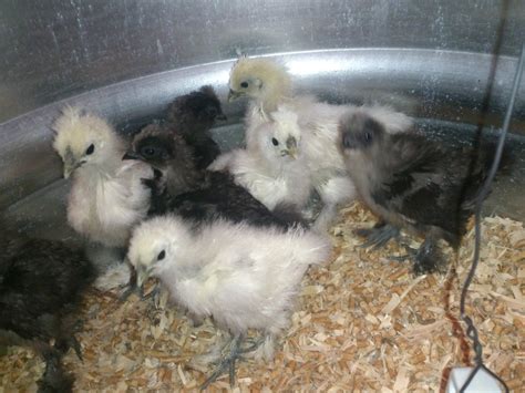 4 week old Silkie chicks. Hatched on February 3, 2014. | BackYard ...