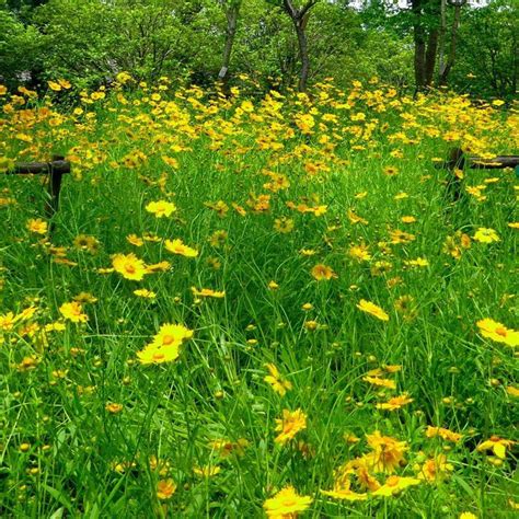 50+ Seeds- Tickseed Lance-leaved Coreopsis Heat & Drought Tolerant Wil ...