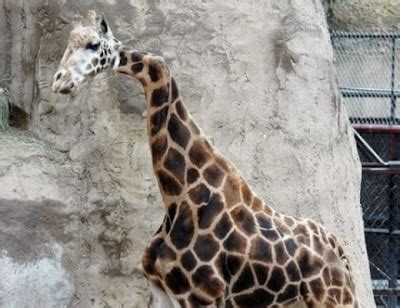 Image result for Mutant Animals