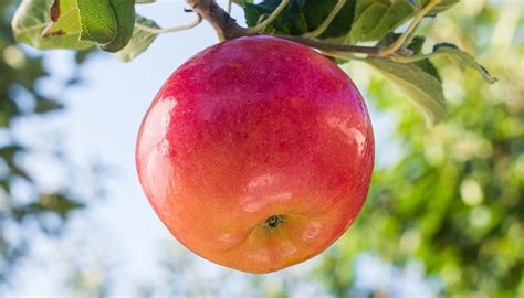 ViewSonic’s New Uniformity Correction Function For The VP- Monitor Series