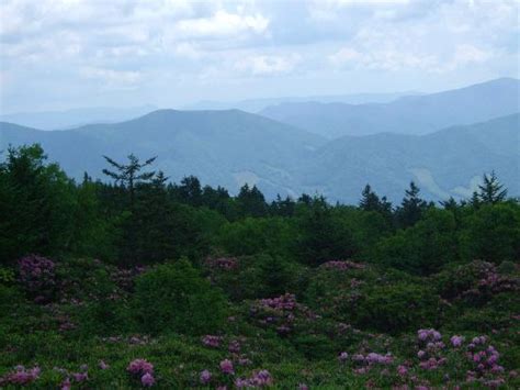 Roan Mountain Pictures - Traveller Photos of Roan Mountain, TN ...