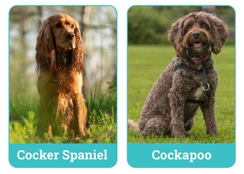 Image result for Cockapoo Spaniel