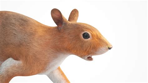3D Red Squirrel Rigged for Maya model | 3D Molier International