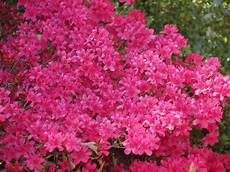 coltivare azalee in vaso come curare l azalea in vaso o in giardino lombarda flor coltivare azalee in vaso come curare l azalea in vaso o in giardino lombarda flor