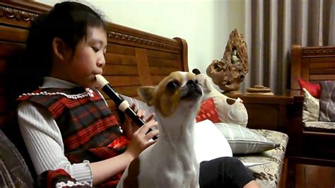 狗狗唱歌秀2