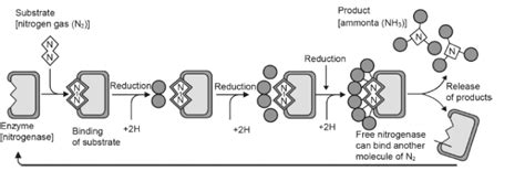 NCERT Solutions for Class 11 Biology Chapter 12 Mineral Nutrition