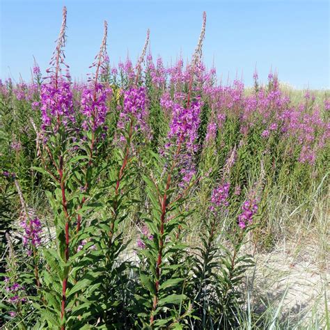 Epilobium angustifolium (Chamerion angustifolium)