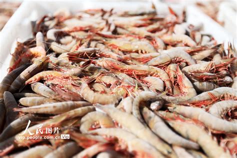 浙江舟山：渔民陆续复产 水产码头卸货忙 _深圳新闻网