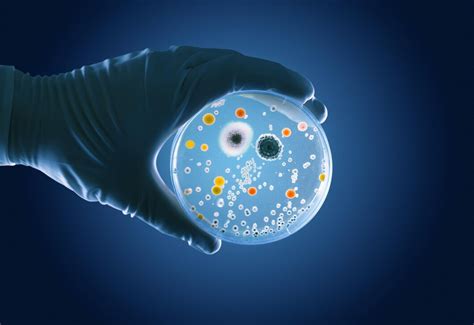 Scientists are studying the microbiota on a petri dish | Premium Photo