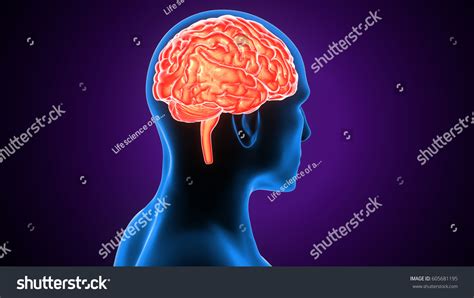 Science Brain 的图像结果