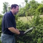 How to Trim Raspberry Bushes in Spring 的图像结果