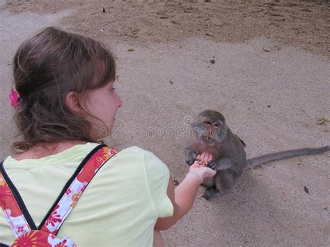 喂猴子的女游客 泰国，普吉–10月，2012年 编辑类库存照片. 图片 包括有 10月，2012年, 喂猴子的女游客 - 166687053