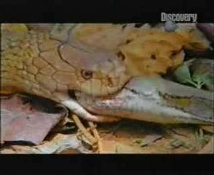 Image result for Konigskobra vs Python