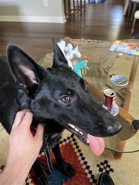 Just adopted this sweetheart! They said she’s part German Shepherd ...