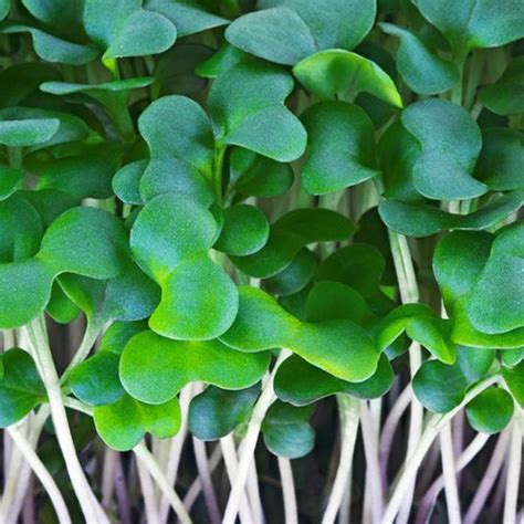 Cabbage Microgreens Seeds, Leafy Vegetable Microgreens Seed 50gm by ...