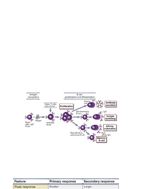 B Lymphocytes Activation | PDF