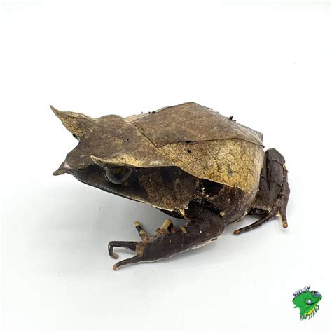 Malayan Leaf Frog - adult male - Strictly Reptiles Inc.