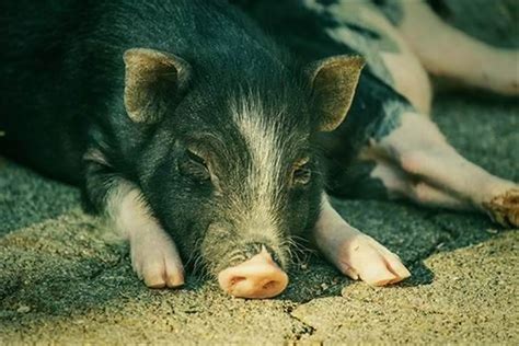 梦见猪 - 做梦梦到猪是什么意思 - 吉名屋