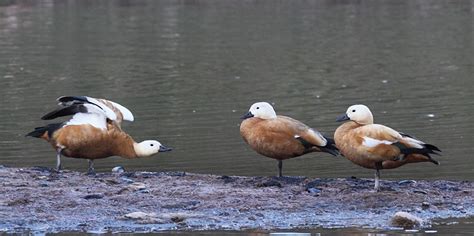 国家三有保护动物赤麻鸭连续10年到景东越冬_云南省林业和草原局