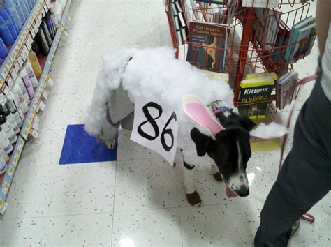Sheep costume for my dog | Sheep costumes, Sheep, Costumes