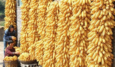 十月玉米价格将迎来上升期！（内附10.6全国玉米价格）_农机通讯社