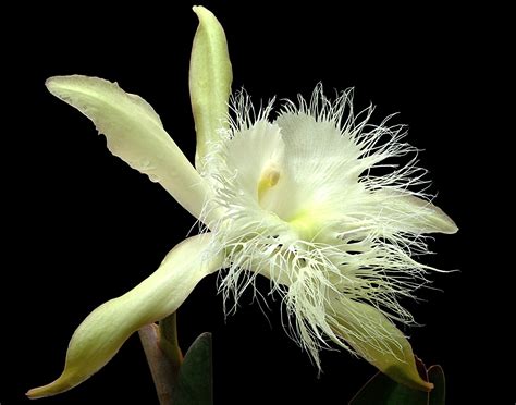 Flor Nacional de Honduras Orquídea de la Vrgen (Rhyncholaelia digbyana ...