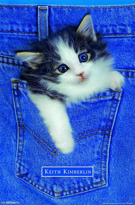 Trends International Kitten-Pocket Wall Poster, 22.375" x 34", Multi ...