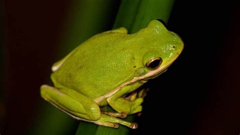 American Green Tree Frog Habitat: A GeoZoo Guide