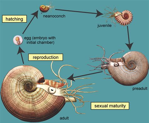 Life Cycle Of Snail Diagram at Cynthia Ridgeway blog