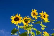 Image result for Screen Size in Python