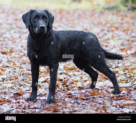 Six month old black Labrador puppy standing side on in the leaves Stock ...