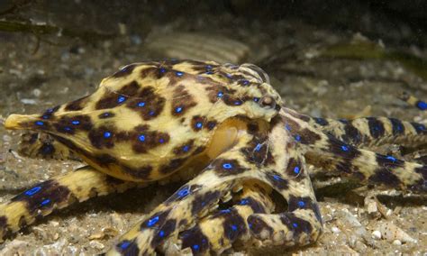 Image result for Lesser Blue-Ringed Octopus