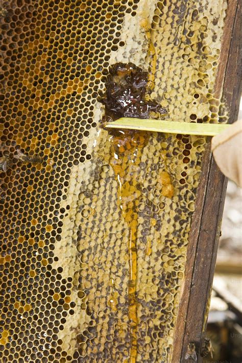 Image result for Beehive