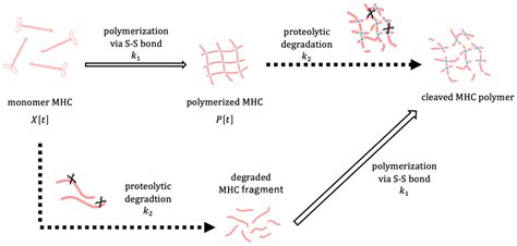 A Mathematical Model of Myosin Heavy Chain Dynamics in the ...