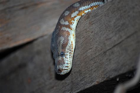 Image result for Carpet Python Heat Zones