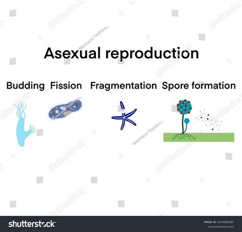 92 Type Of Asexual Reproduction Royalty-Free Images, Stock Photos & Pictures | Shutterstock