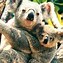 Image result for Beautiful Cute Animals