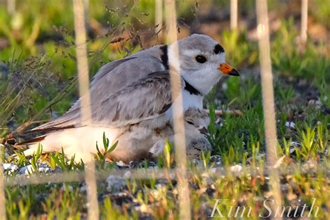 THE GOOD HARBOR BEACH PARKING LOT PLOVERS – The story of a remarkably ...