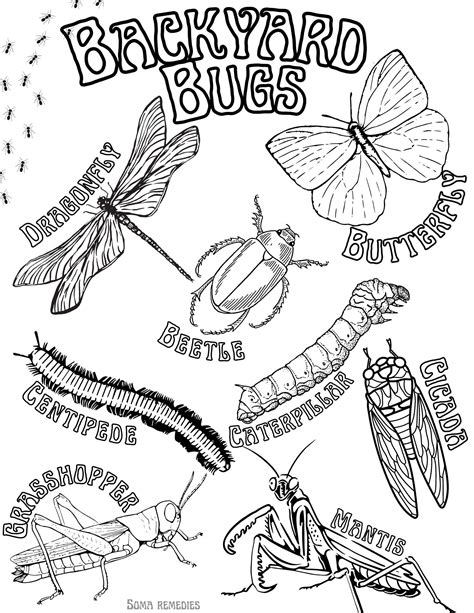 Bug Parts Coloring Pages [2025]