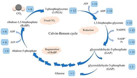 Optimization and Process Effect for Microalgae Carbon Dioxide Fixation ...