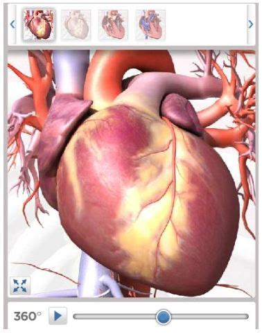 Image result for Free Anatomy Tutorial