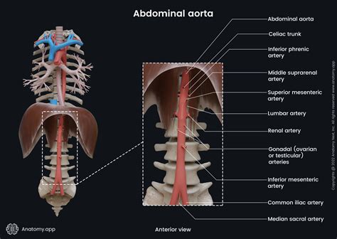 Aorta | Anatomy.app