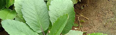 The Plants HUB Patharchatta Medicinal Plant with Pot