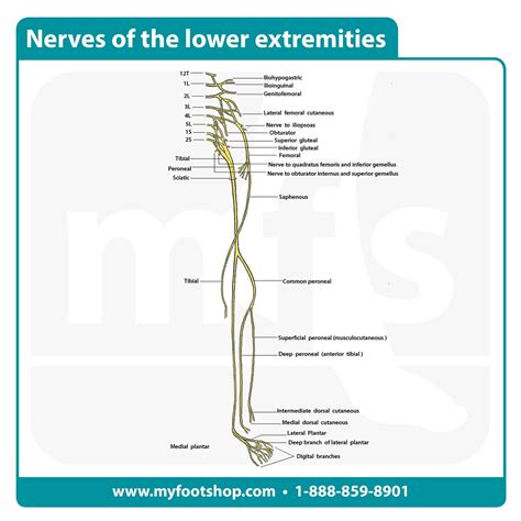 Nerves of the lower extremity | Lower extremity anatomy | MyFootShop.com