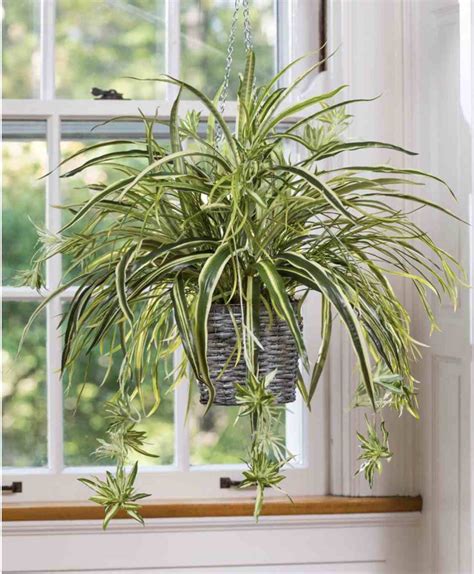 25++ Exceptional Indoor Hanging Plants for You (to Make Good ...