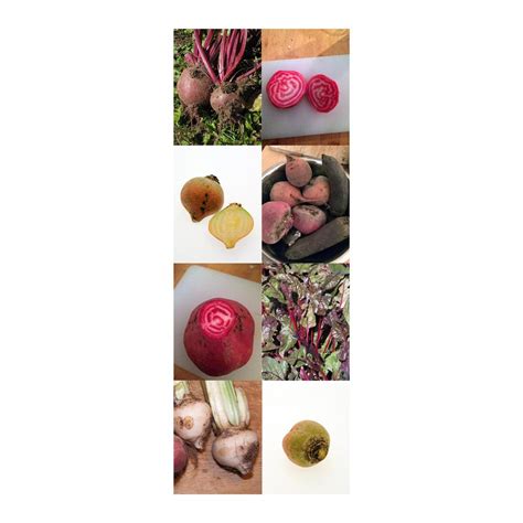 'Colourful Beets' seed kit
