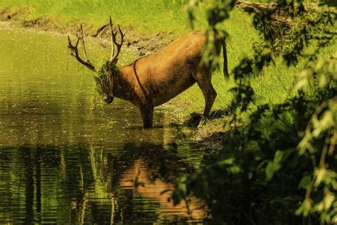 Pere David’s Deer (Elaphurus davidianus) by Murray Thomas - Wild Deer ...