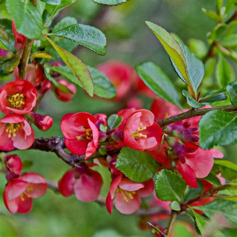 Japanese Quince Tree