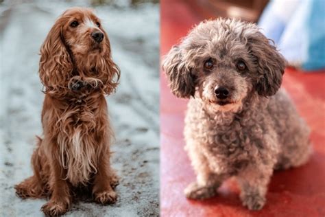 Image result for Mini Cockapoo